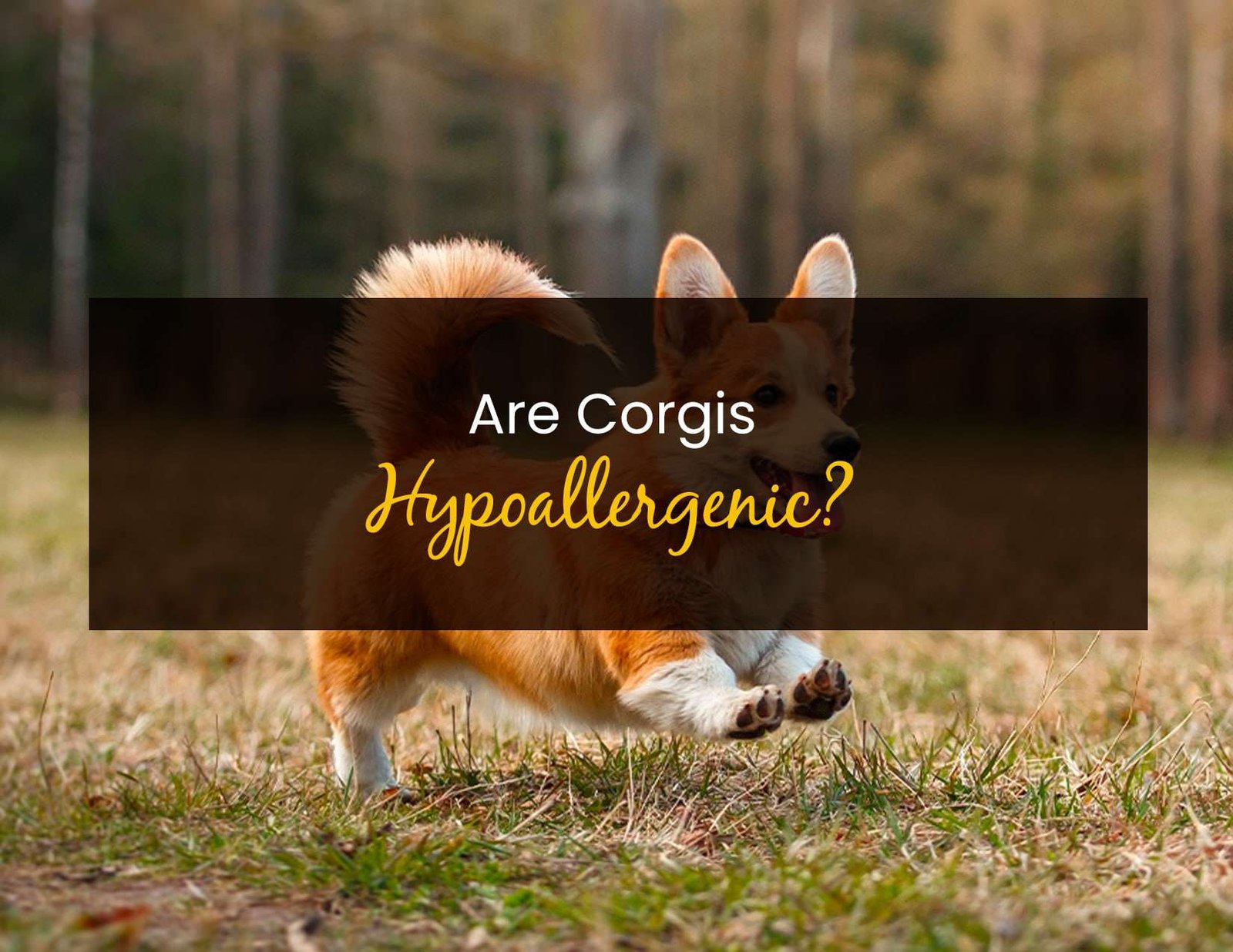 Stunning Hypoallergenic Dog Food For Corgis image