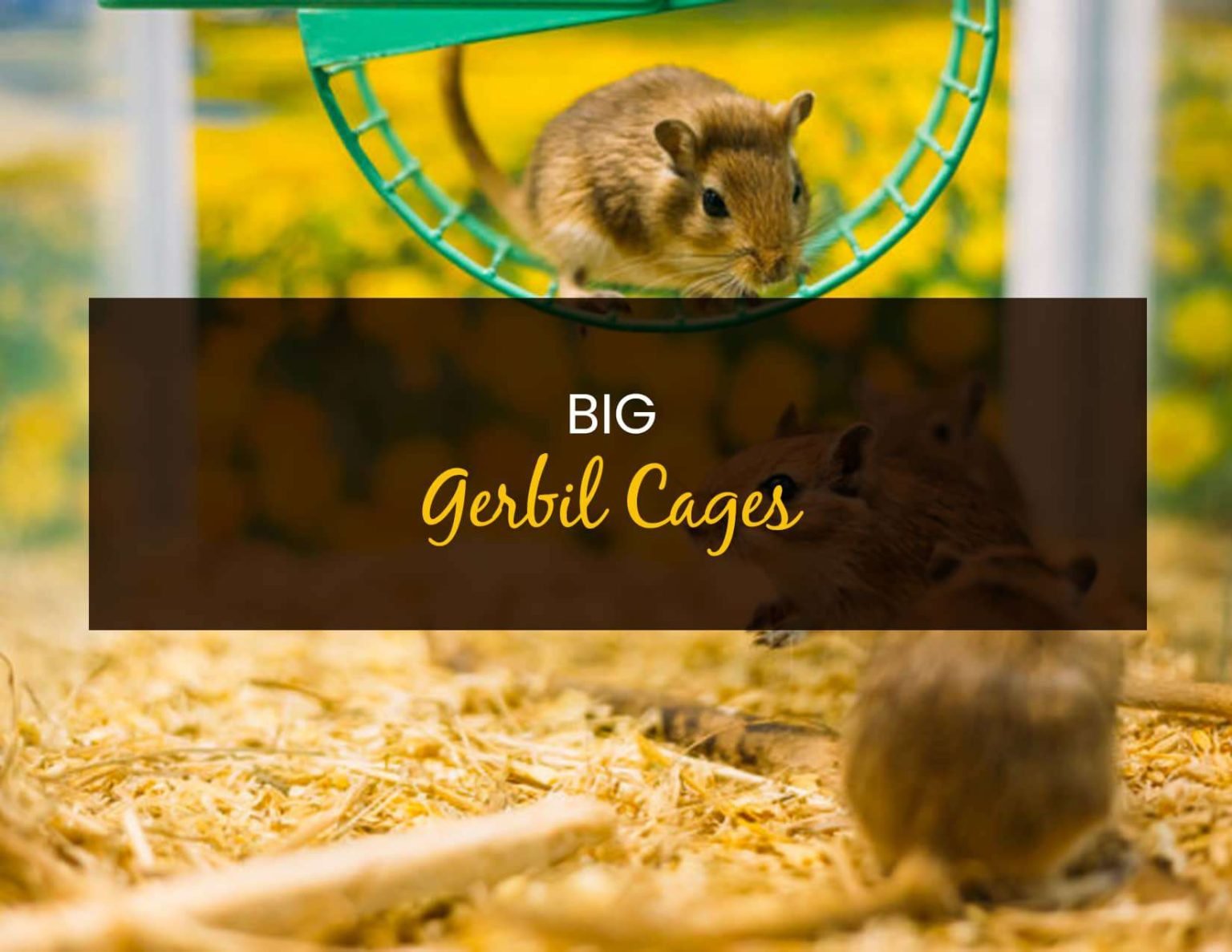 Best Big Gerbil Cages: The Ultimate Guide - Little Pet Corner