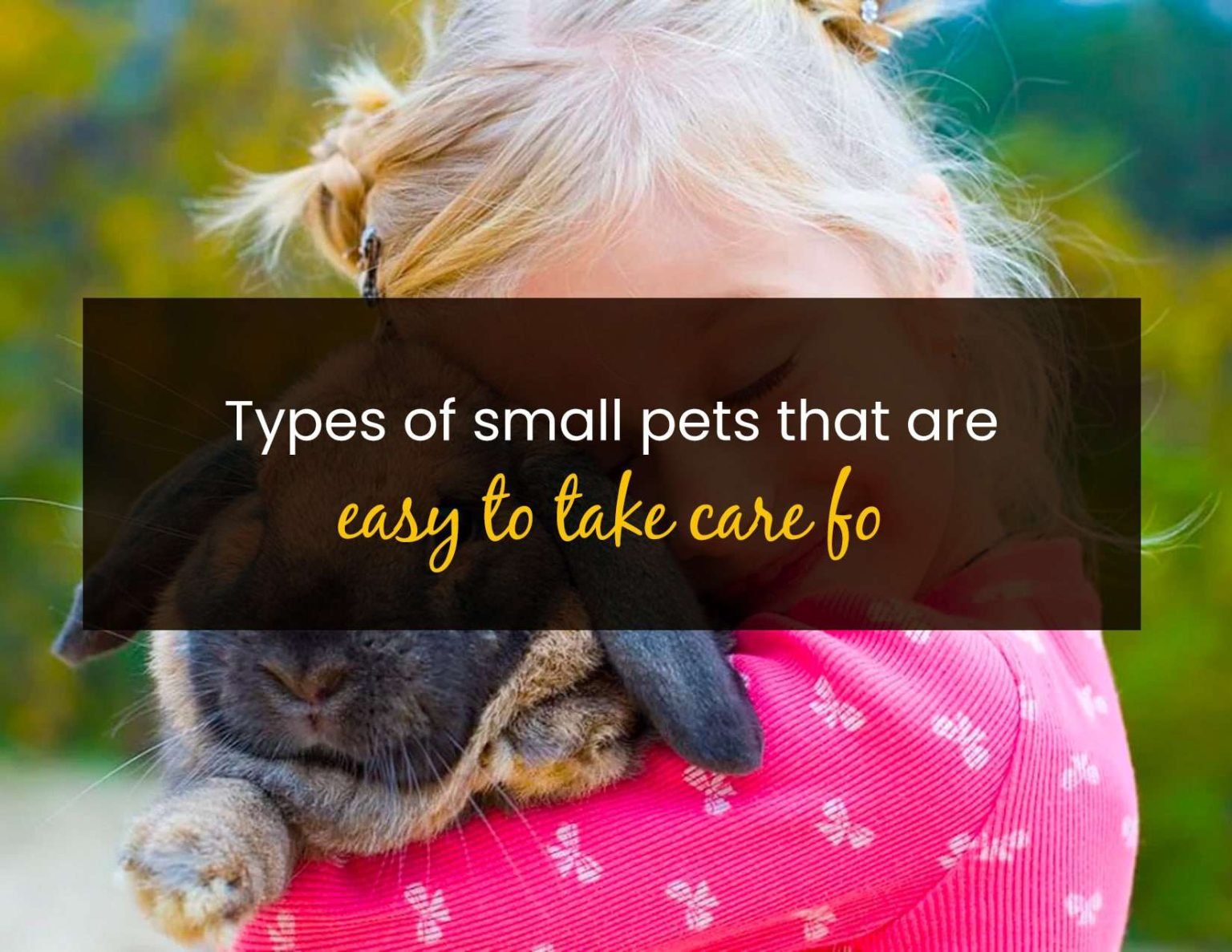 Types of Small Pets That are Easy to Take Care of Little Pet Corner