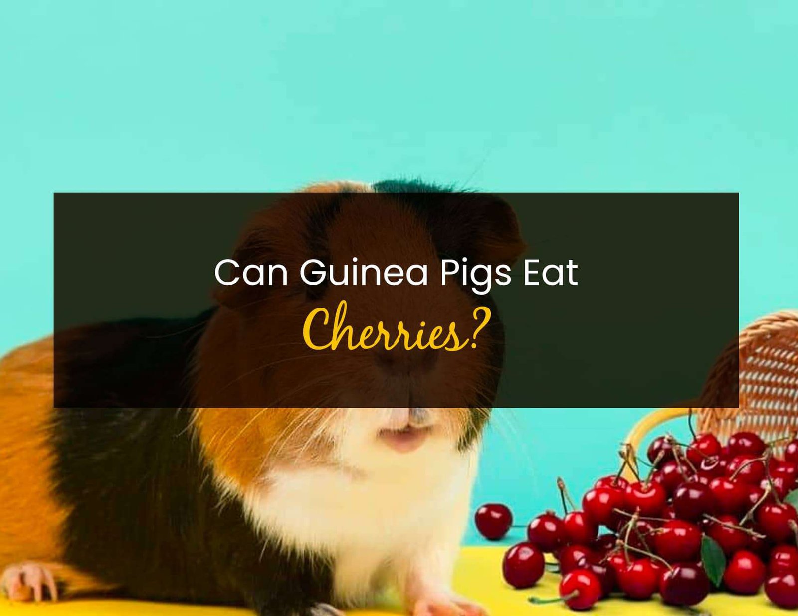 Photo inspiration: Cherry Guinea Pig Summer Recipes Reference: Can Guinea Pigs Eat Cherries