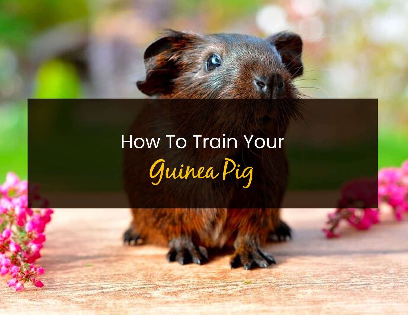 Picture of How to Train Your Guinea Pig - Little Pet Corner