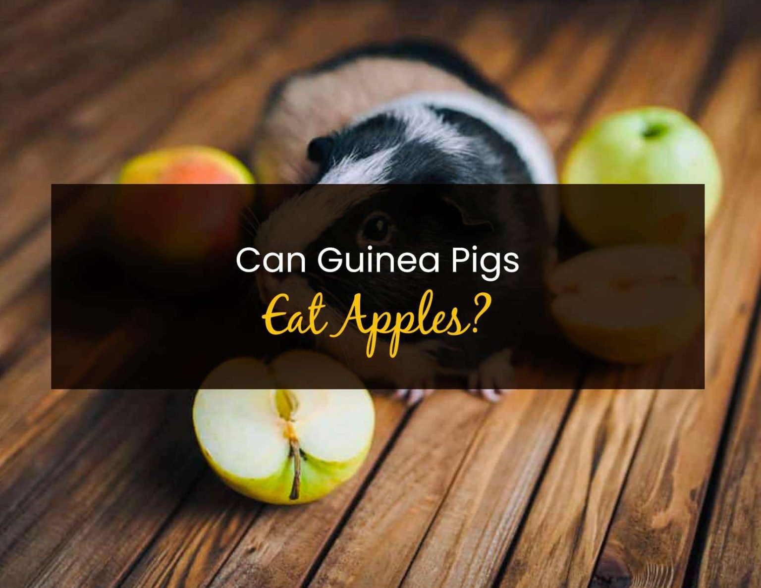 Curated visual reference: Can Guinea Pigs Eat Apples Photo Inspiration