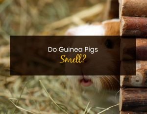 Can Guinea Pigs Eat Strawberries? - Little Pet Corner