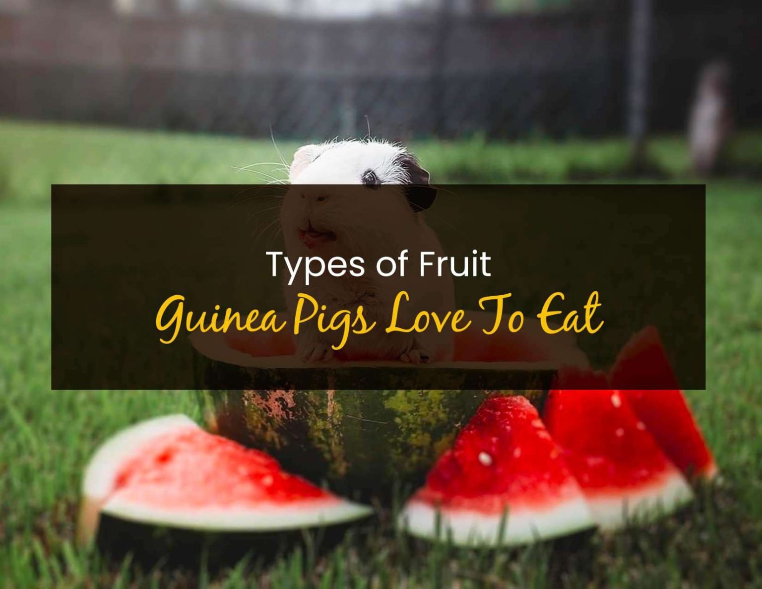 Types of Fruit Guinea Pigs Love to Eat - Little Pet Corner - Fruits Guinea Pigs Love List