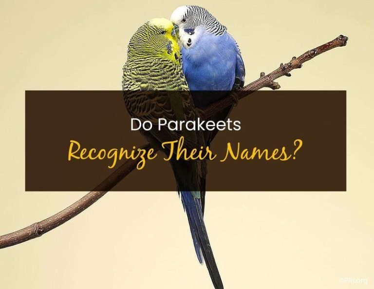 Do Parakeets Recognize Their Names? - Little Pet Corner