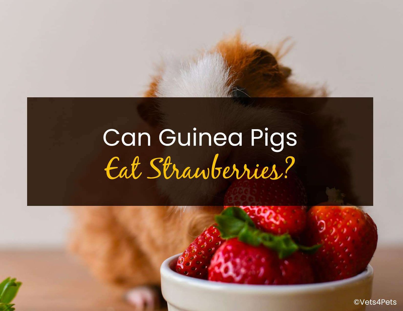Curated visual reference: Gallery Detail: Can Guinea Pigs Eat Strawberries