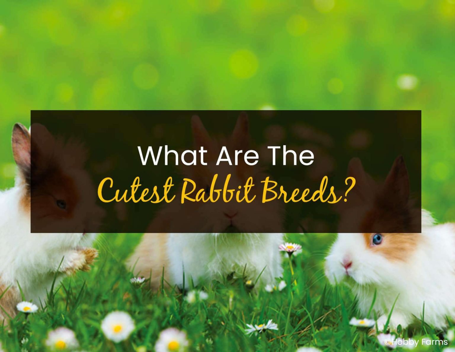 Cutest Rabbit Types What Are the Cutest Rabbit Breeds? - Little Pet Corner
