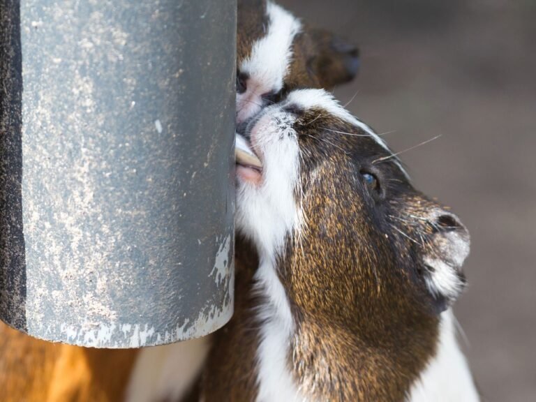 Best Small Animal Water Bottle Little Pet Corner