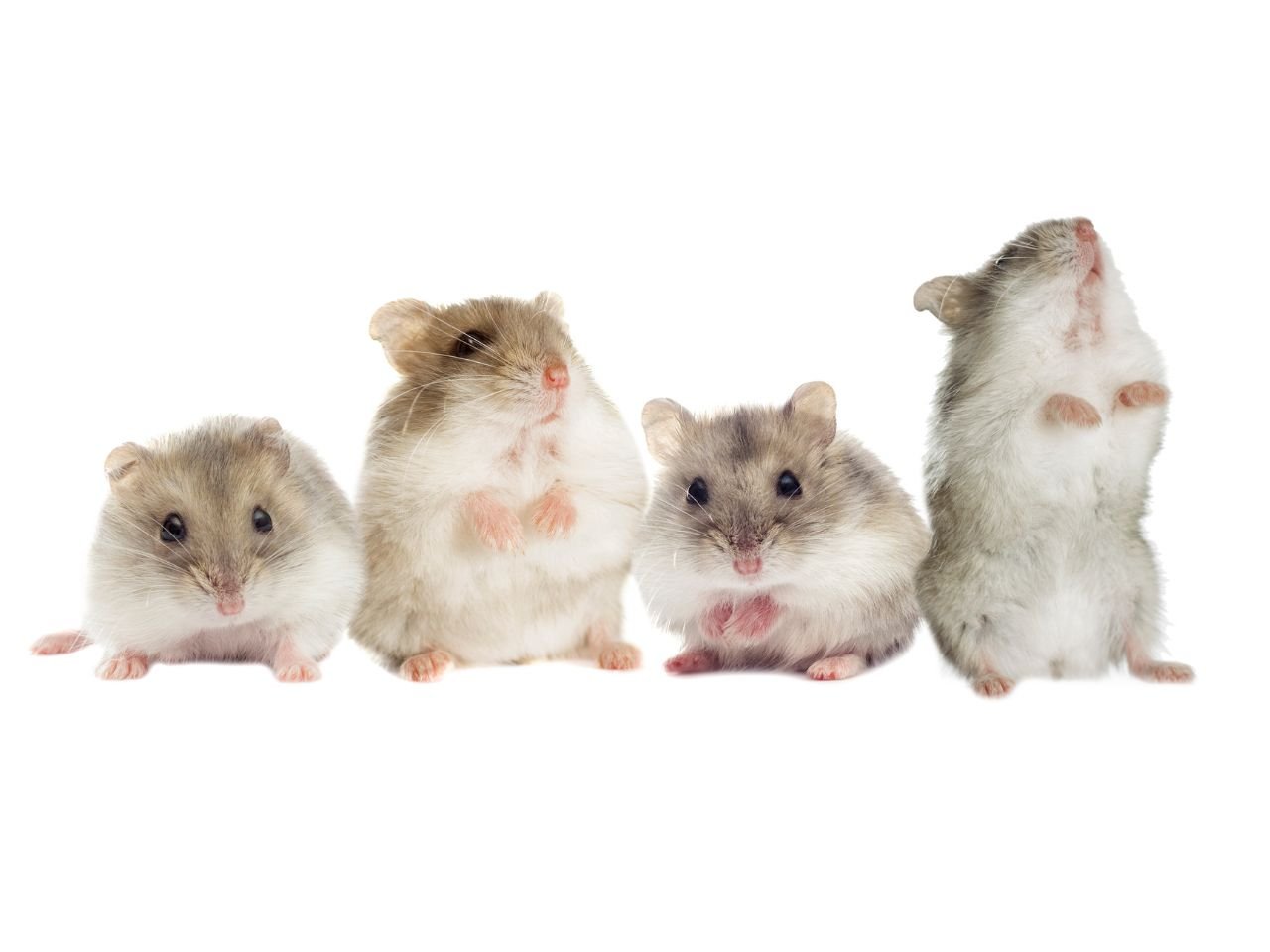 Pros and Cons of Dwarf Hamsters: The Ultimate Guide - Little Pet Corner