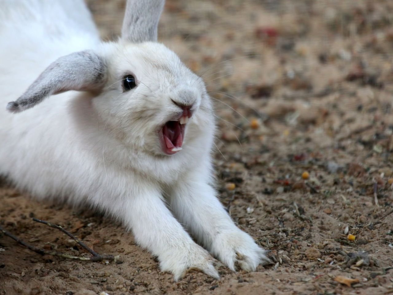 Pouting Rabbit What Do Rabbit Noises Mean? Discover Them Now - Little Pet Corner