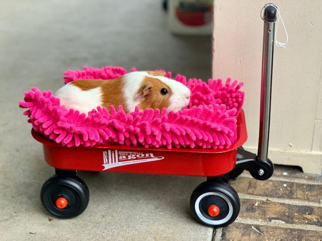guinea pig
