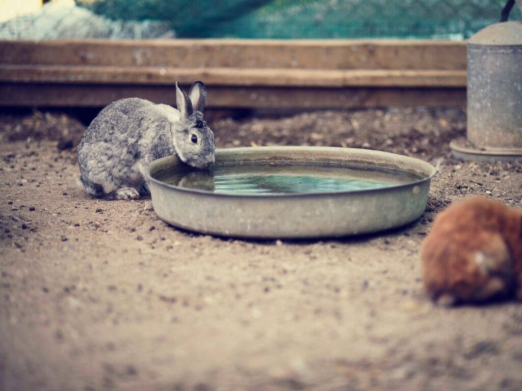 rabbit