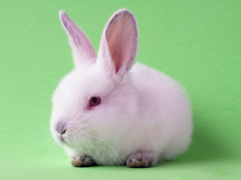 albino rabbit
