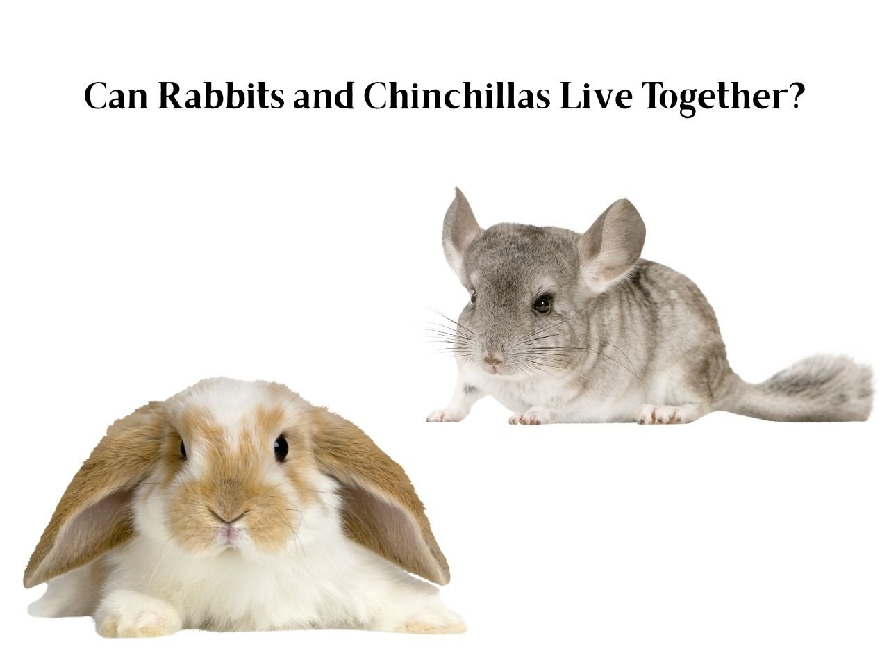 Can Rabbits and Chinchillas Live Together - Little Pet Corner
