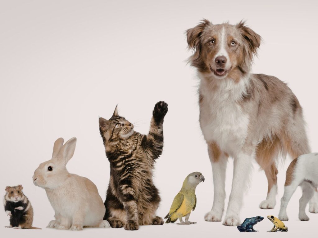 dogs and small animals