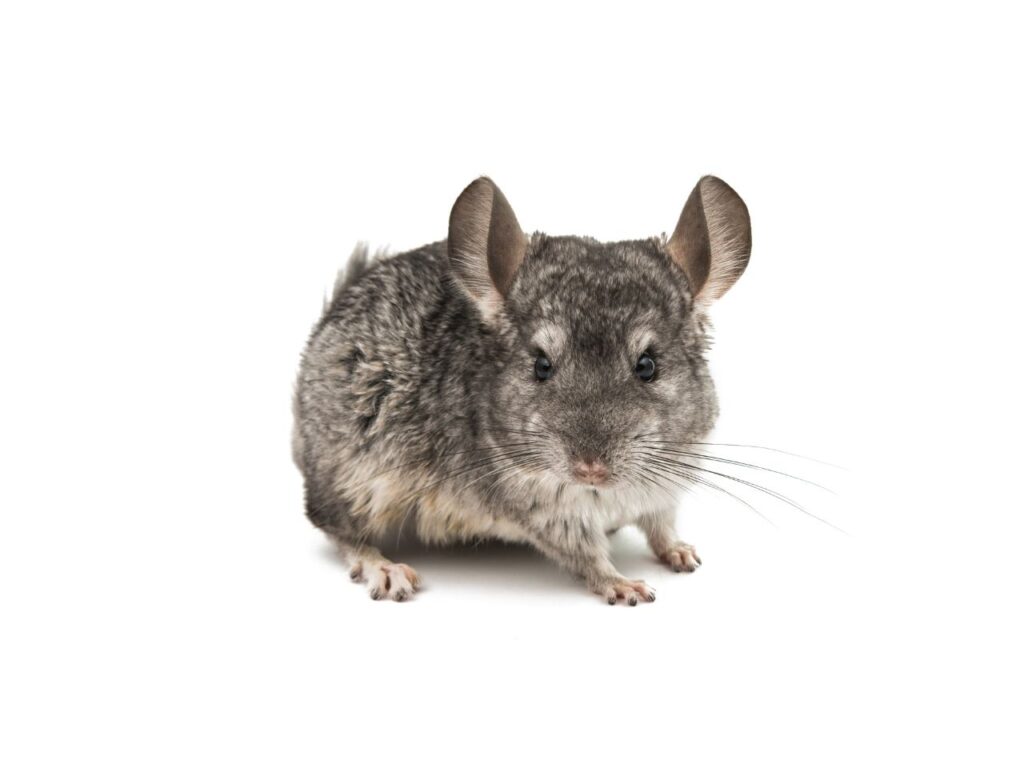 chinchilla
