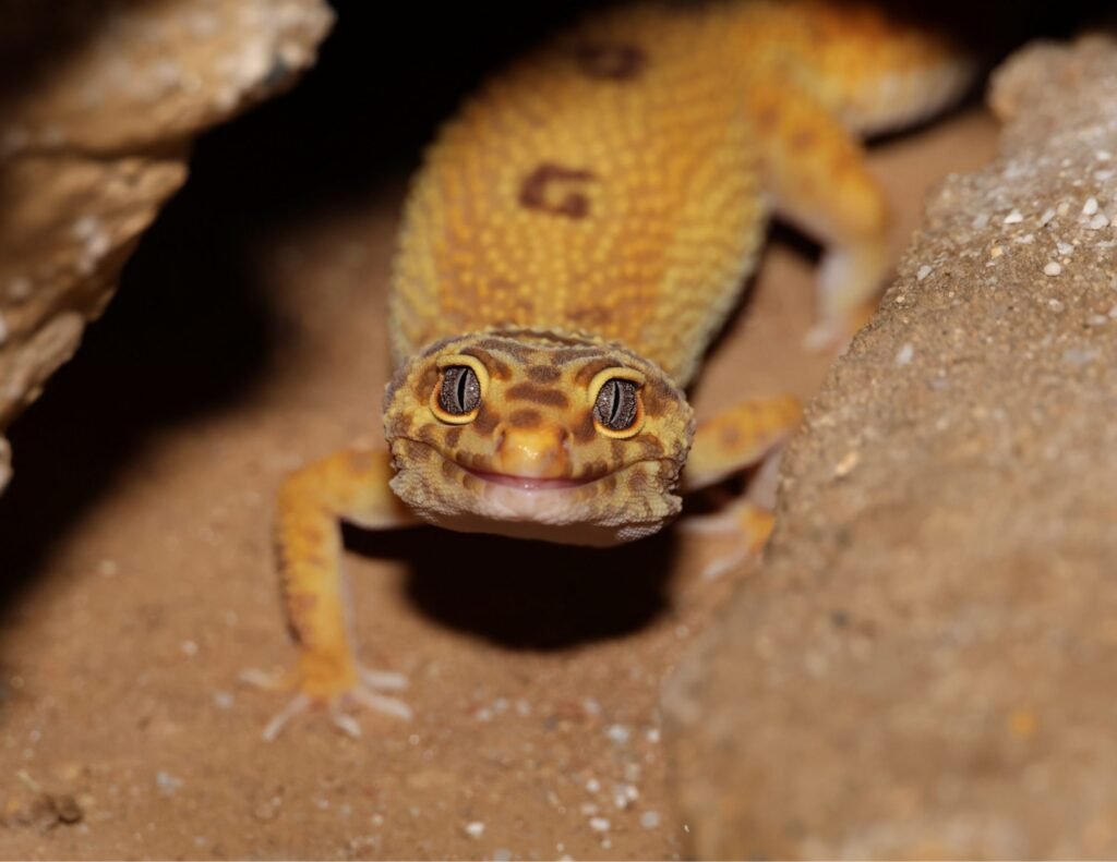 leopard gecko