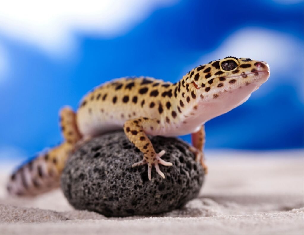 leopard gecko