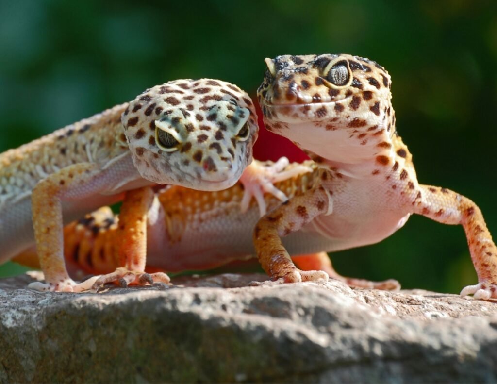 leopard gecko