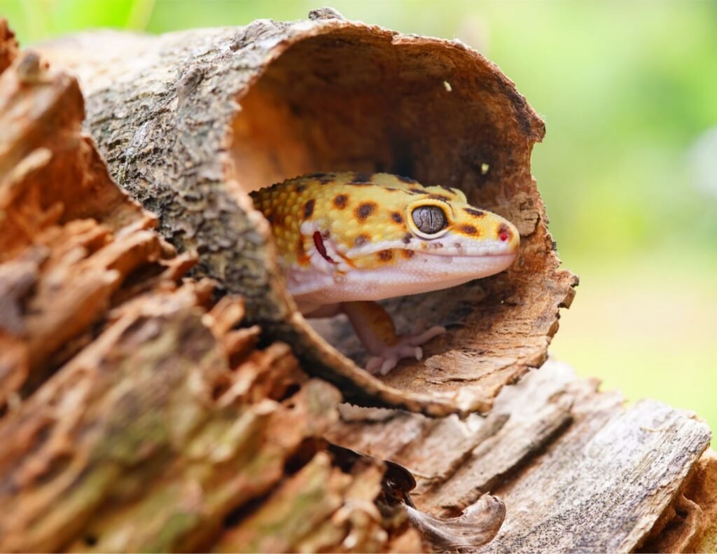 leopard gecko