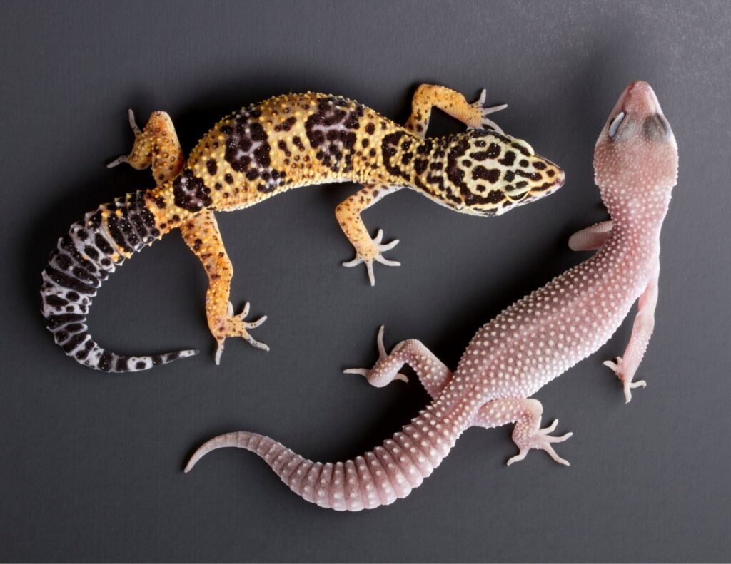 leopard gecko