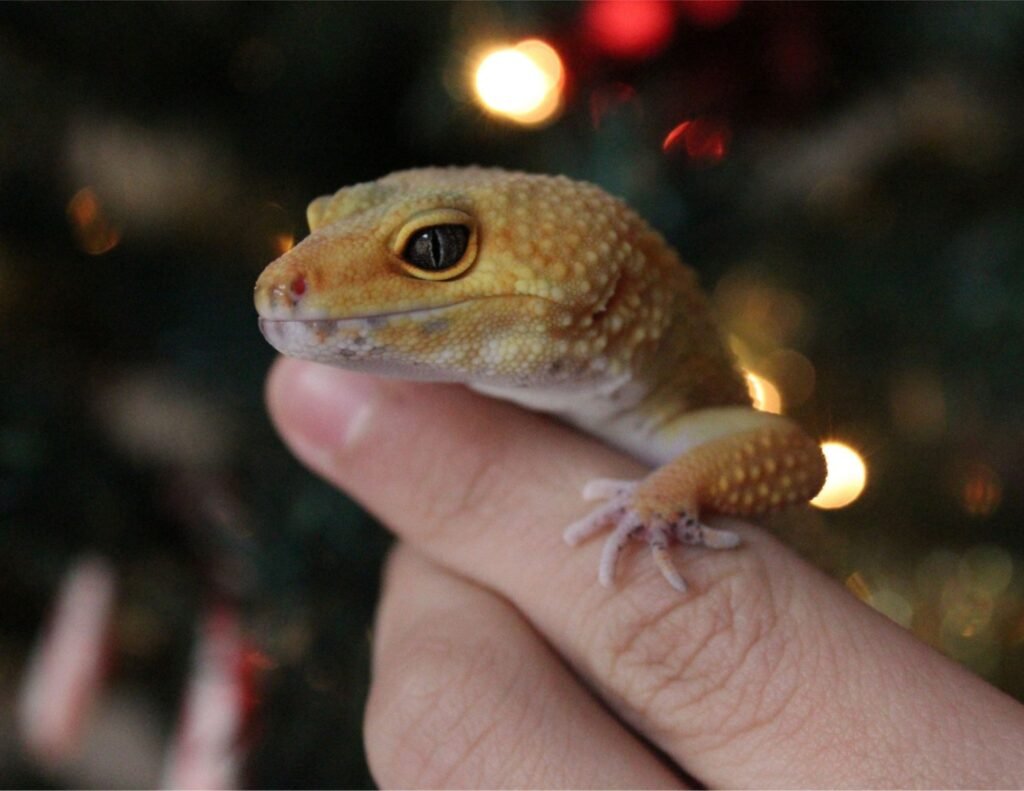 leopard gecko