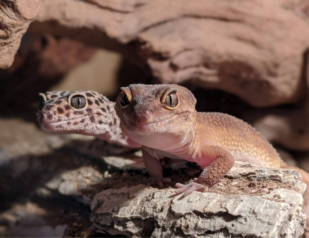 leopard gecko