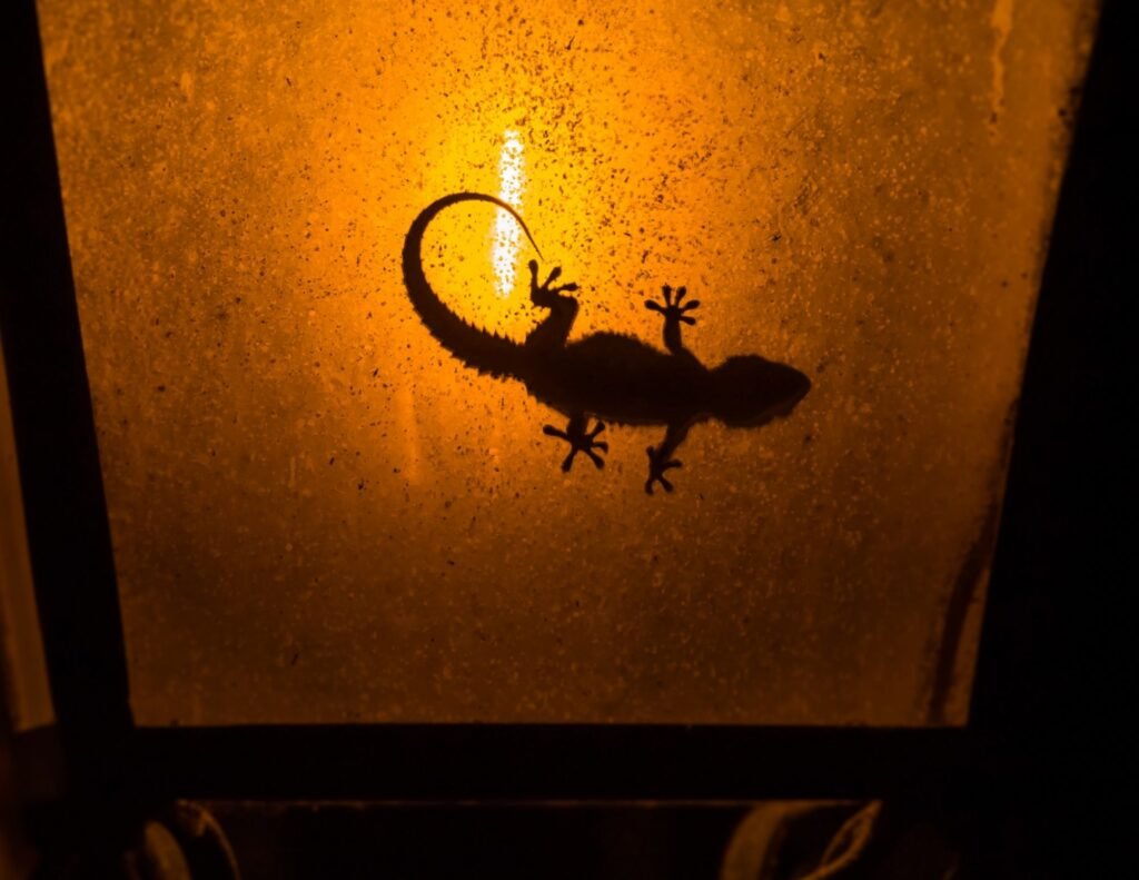 heat lamp leopard gecko