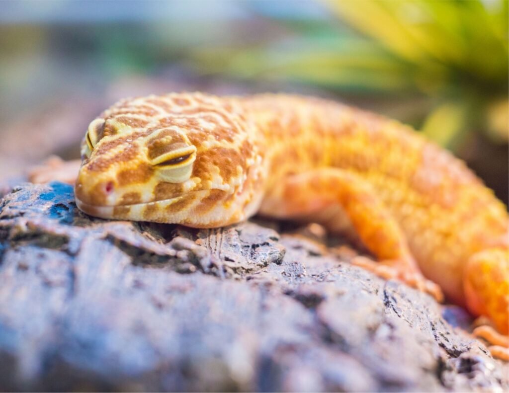 leopard gecko