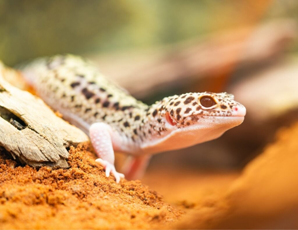 leopard gecko