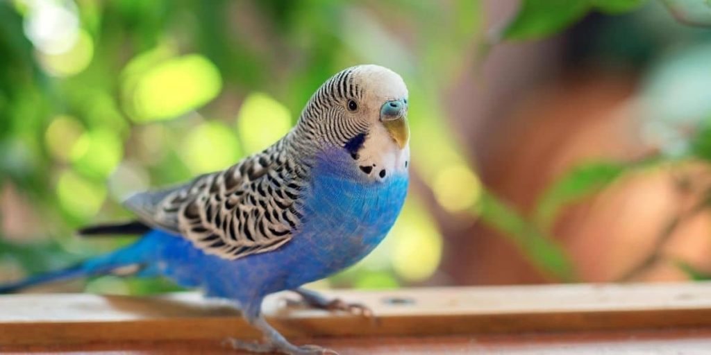 Budgie