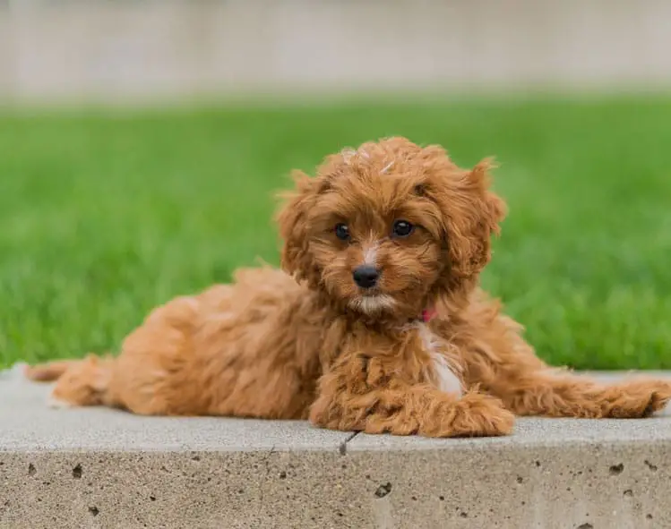 Cavapoo 2