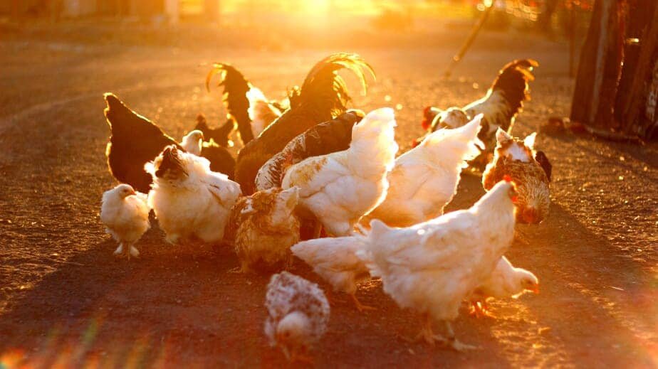 Chicken