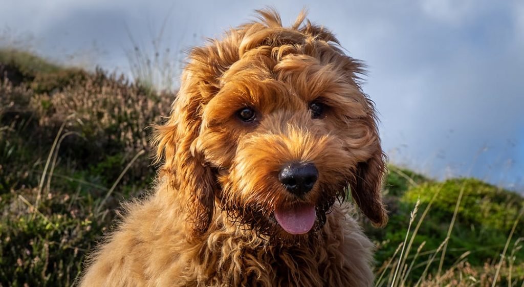 Cockapoo