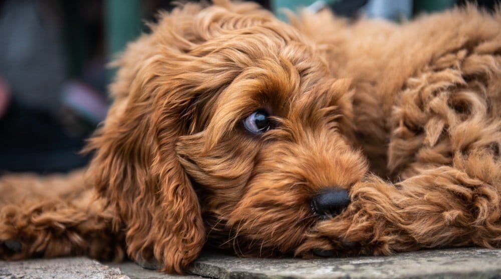 Cockapoo