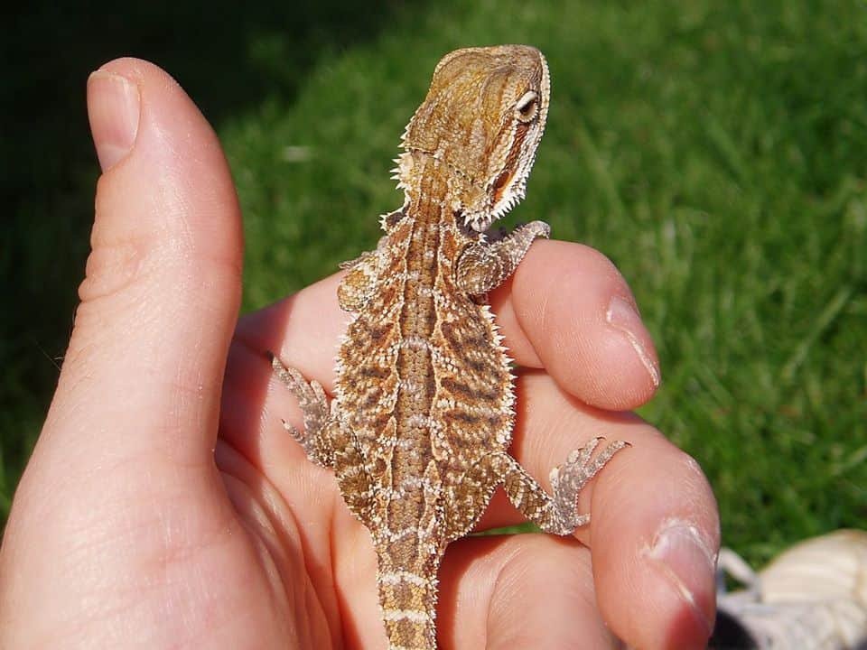 Crested-Gecko