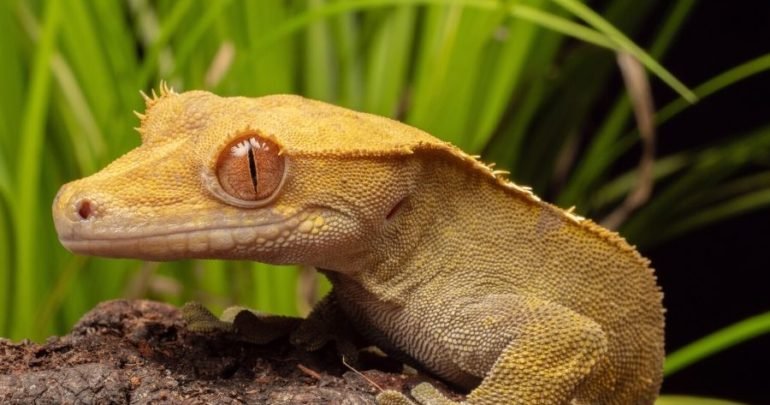 Crested Gecko2
