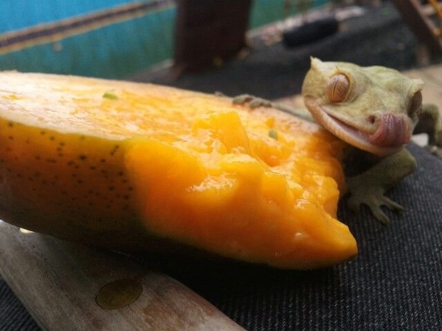 Crested-gecko3