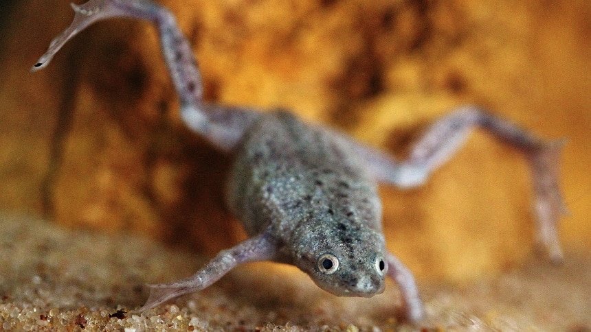 Dwarf Frog