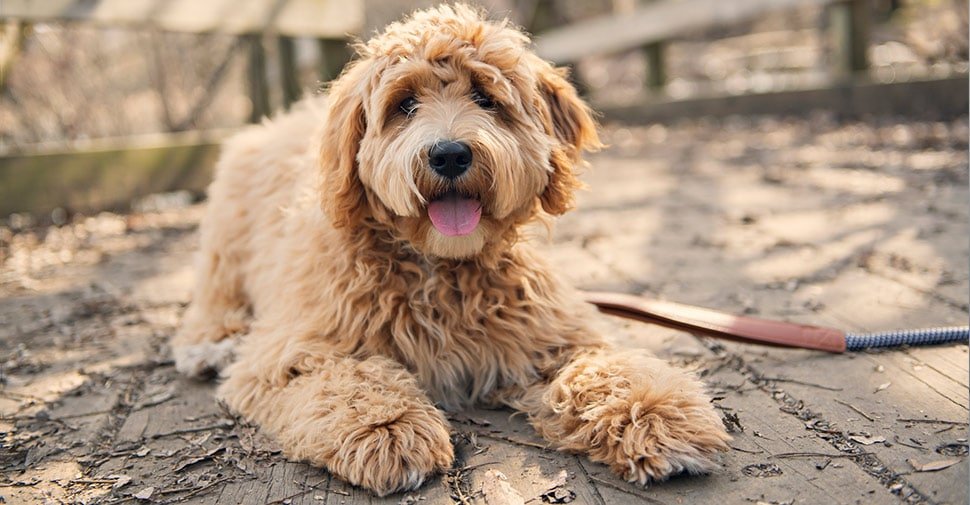 Goldendoodle