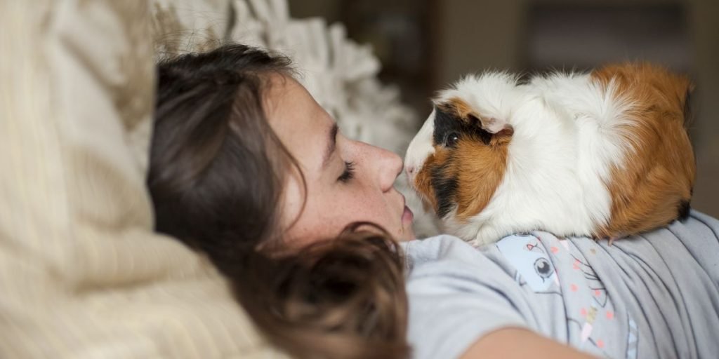 Guinea Pig
