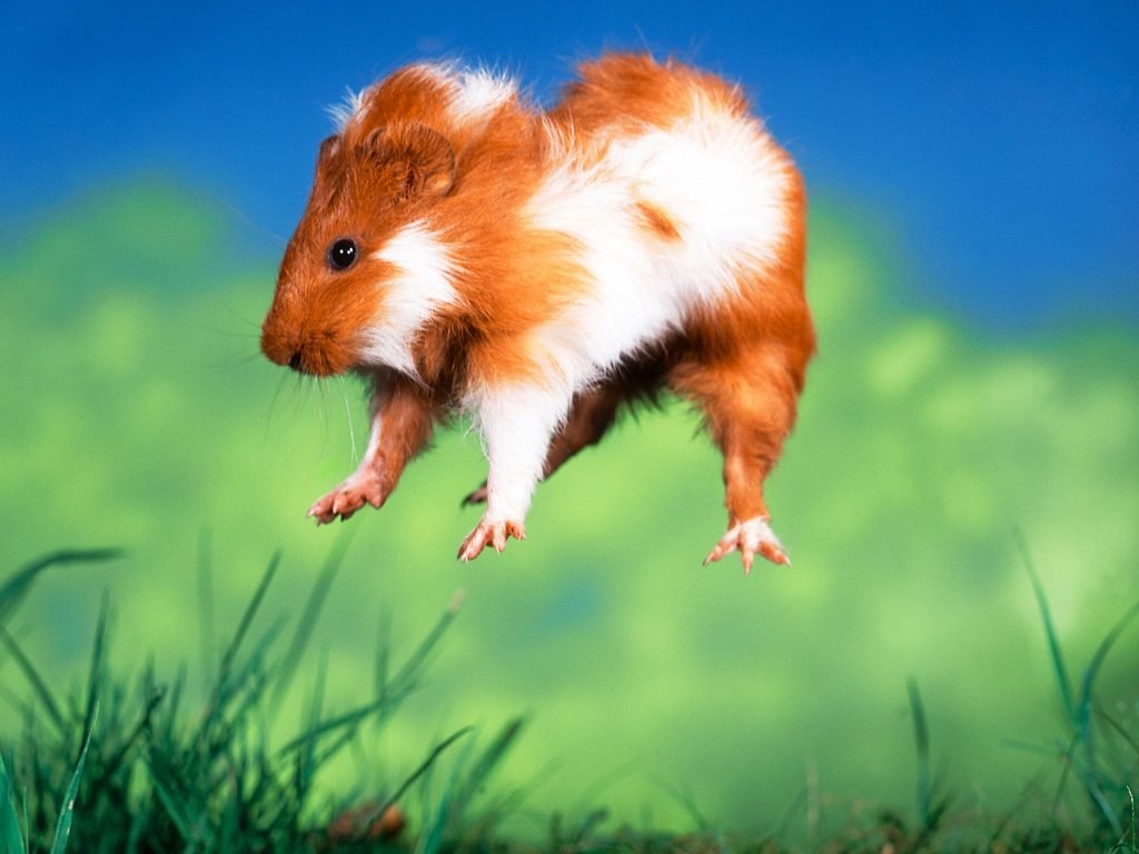 Guinea Pig 3