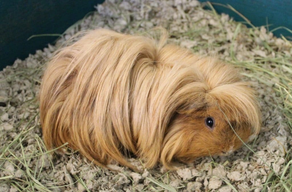 Guinea Pig 4