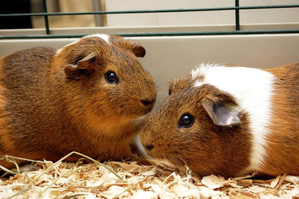 Guinea Pigs5