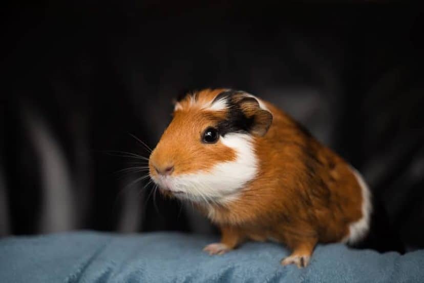 Guinea pigs 1