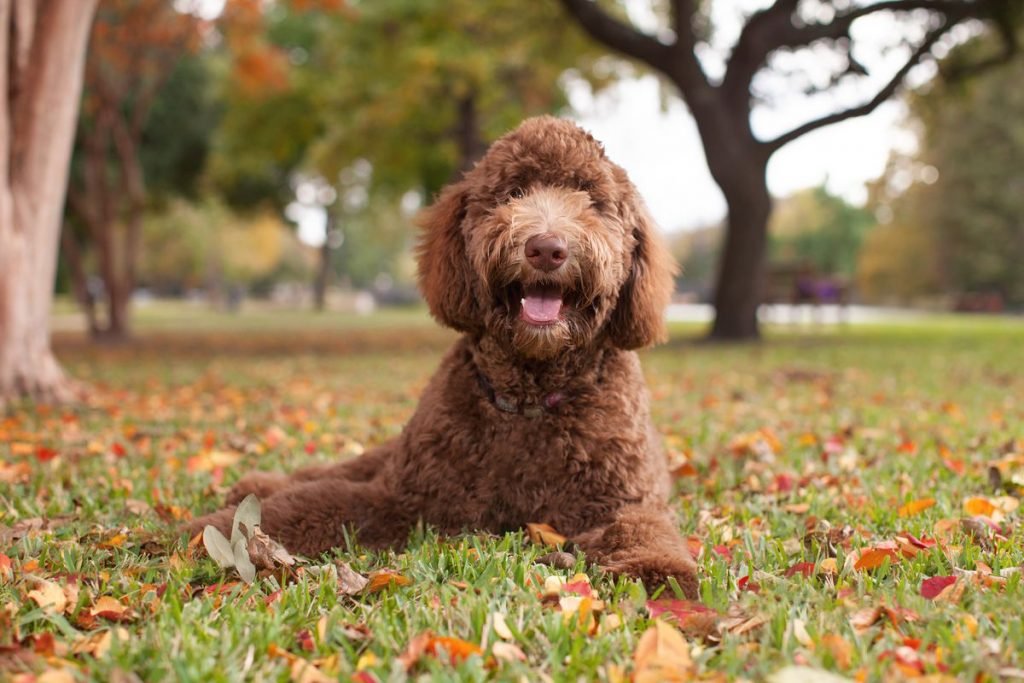 Labradoodle