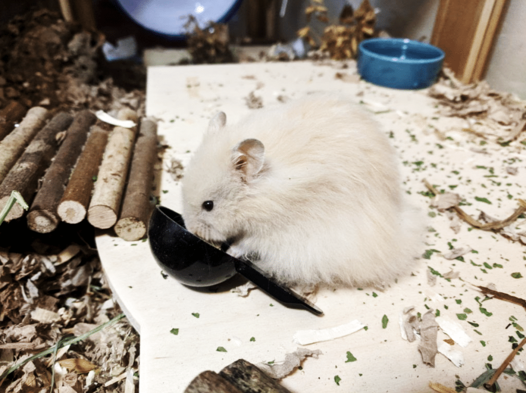 Mice 13