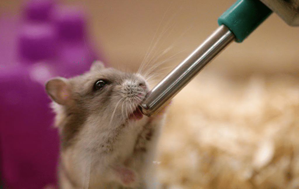 Mice 14