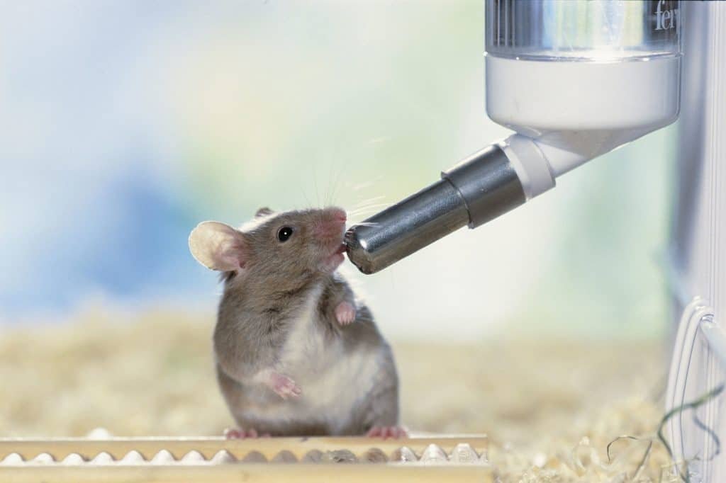 Mice 15