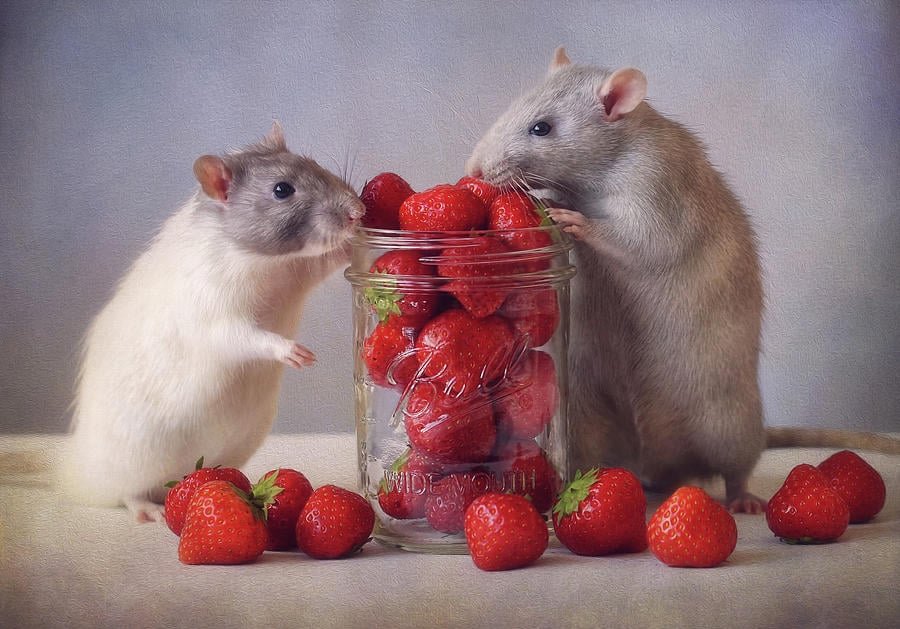 Mice 17